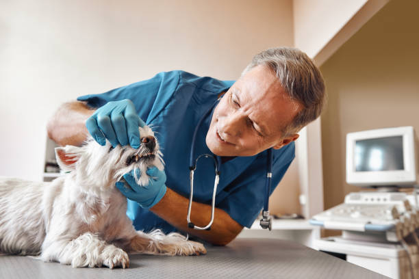 Best Weekend Emergency Dentist in Denton, MD